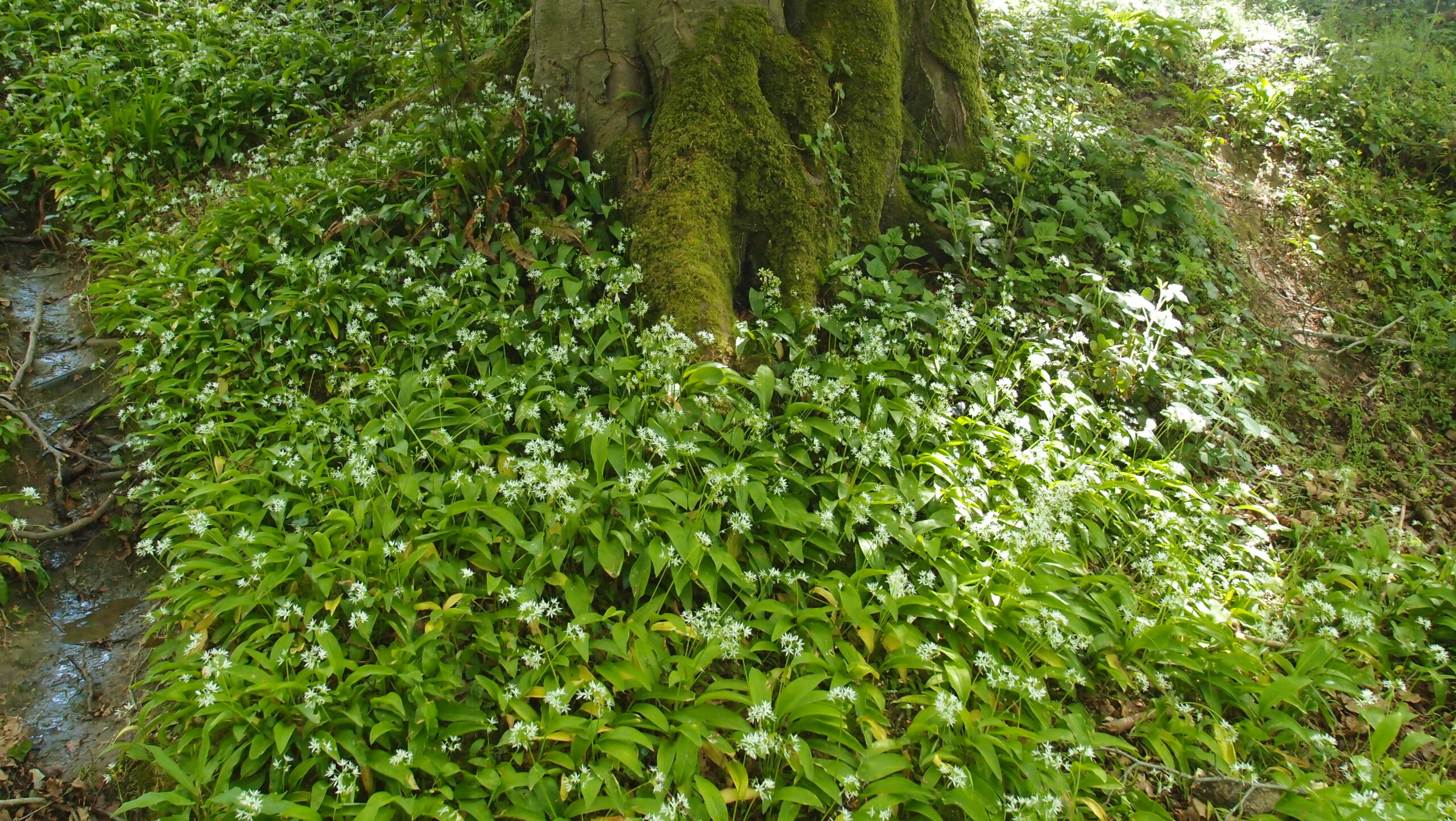 Ail des ours en fleurs