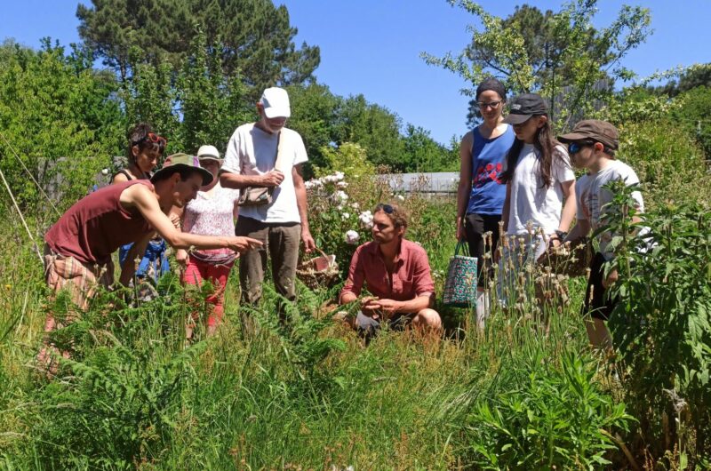 Ballade plantes sauvages comestibles