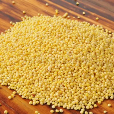 Millet : la céréale oubliée qui refait surface