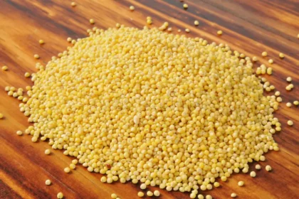 Millet : la céréale oubliée qui refait surface