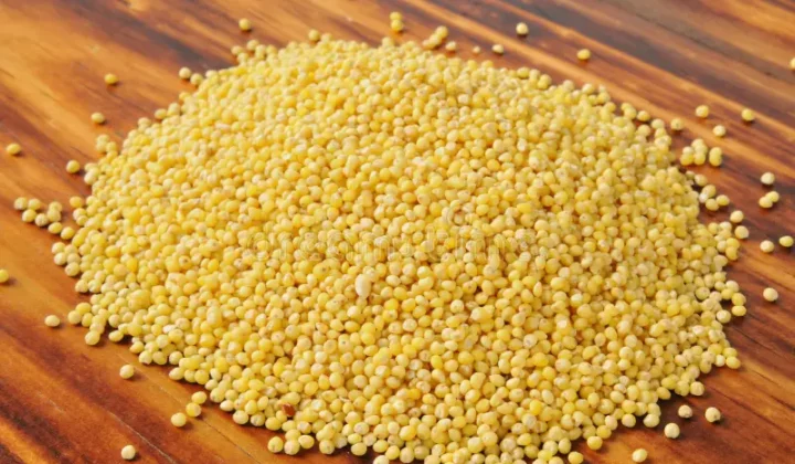 Millet : la céréale oubliée qui refait surface