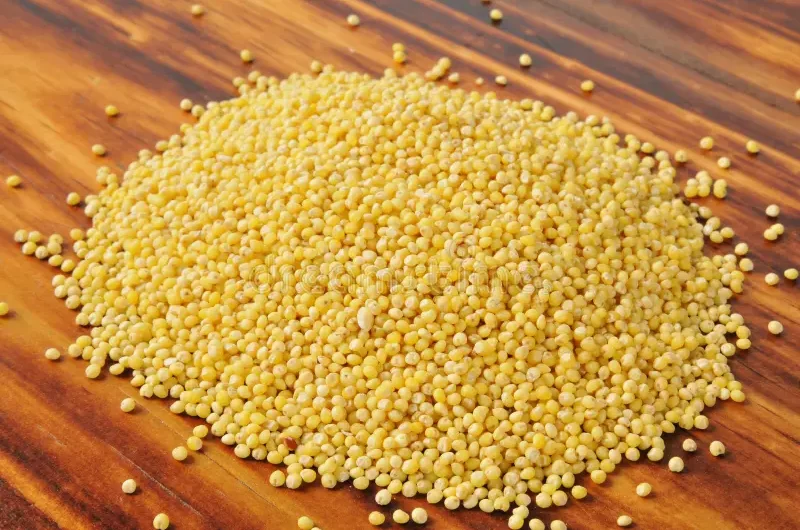 Millet : la céréale oubliée qui refait surface