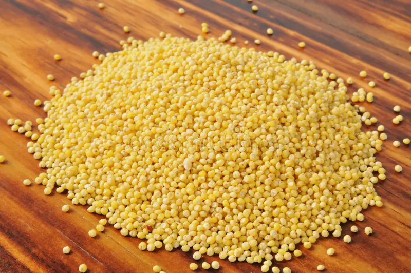 Millet : la céréale oubliée qui refait surface