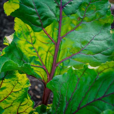 Feuille de betterave